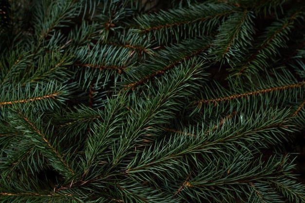 Fragrance: Evergreen