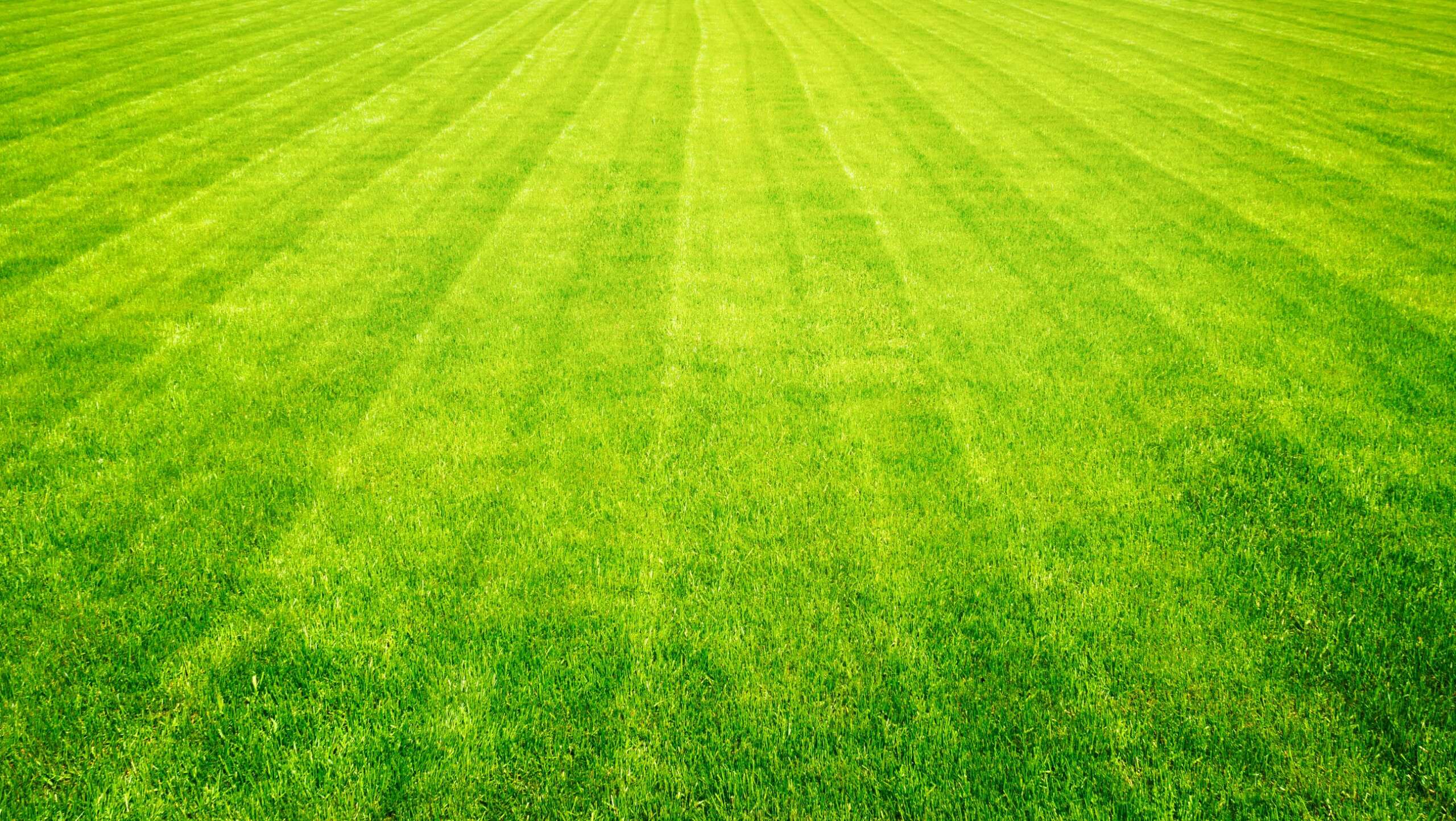 Fragrance: Fresh Cut Grass