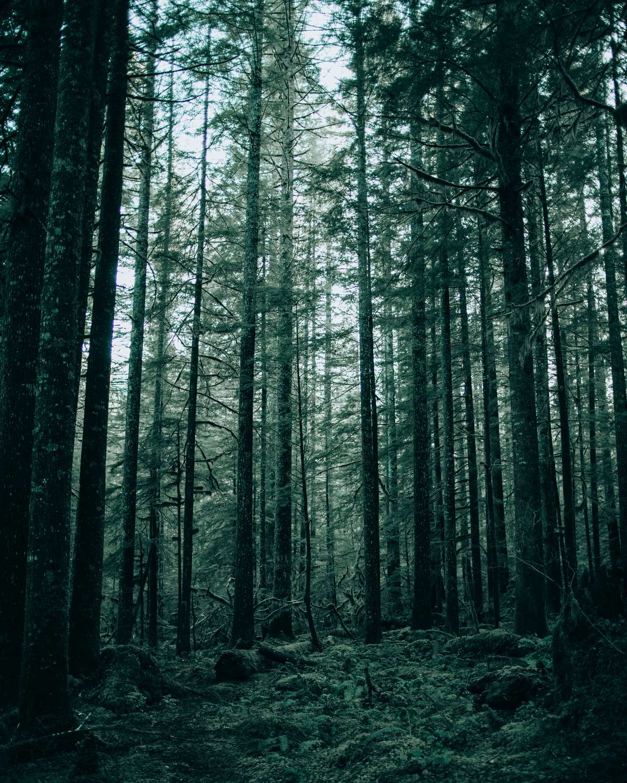 Fragrance: Lost in the Woods