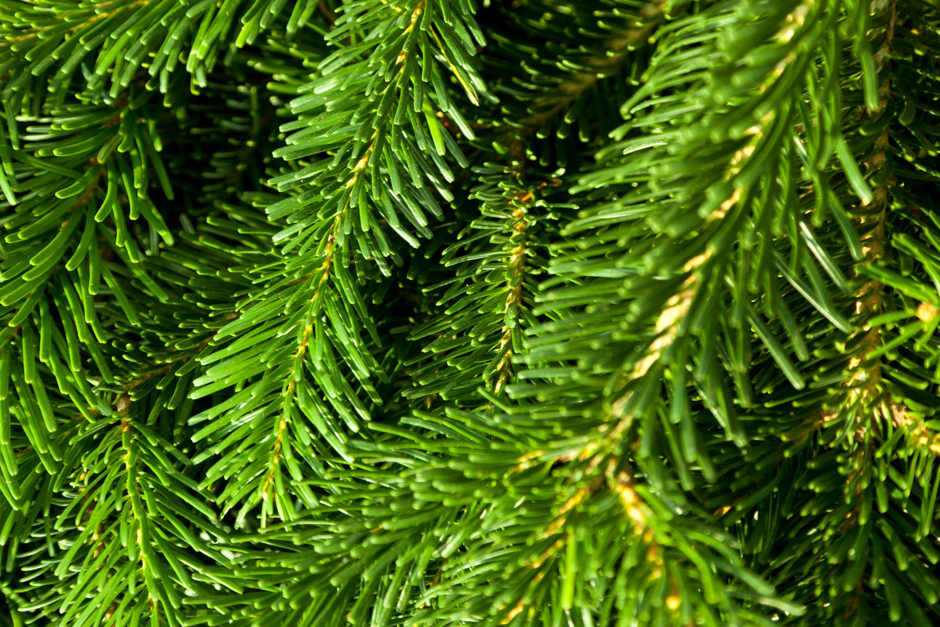 Fragrance: Green Pine