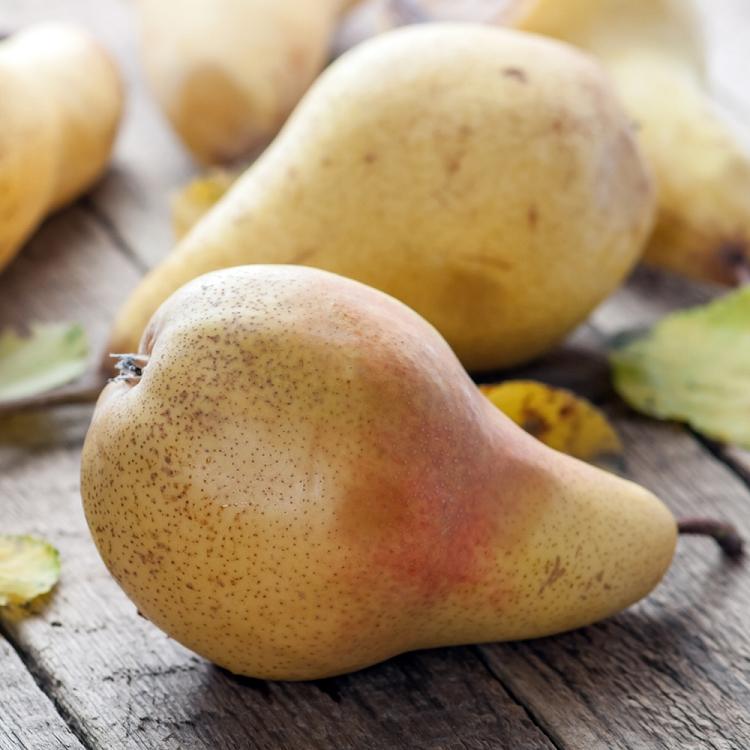 Autumn Pear Fragrance Oil