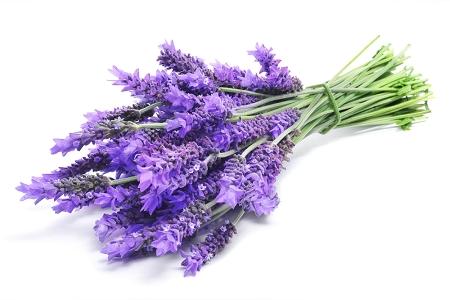 Fragrance: Lavender