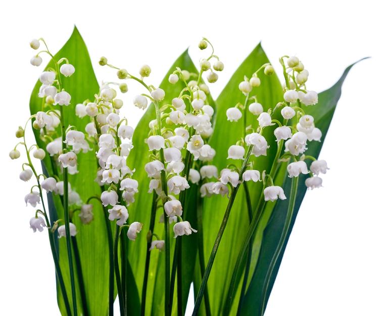 Lily of the Valley Fragrance Oil