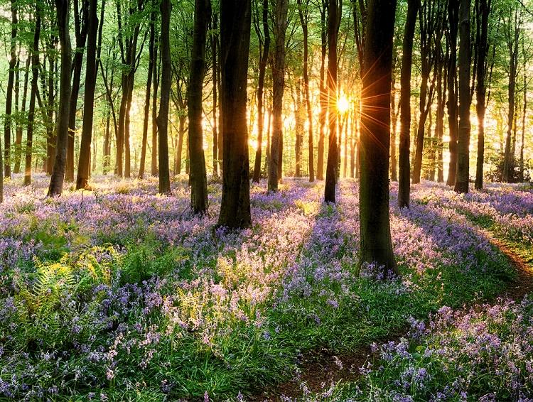 Sweet Woods Fragrance Oil