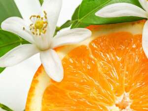 Fragrance:  Citrus Blossom