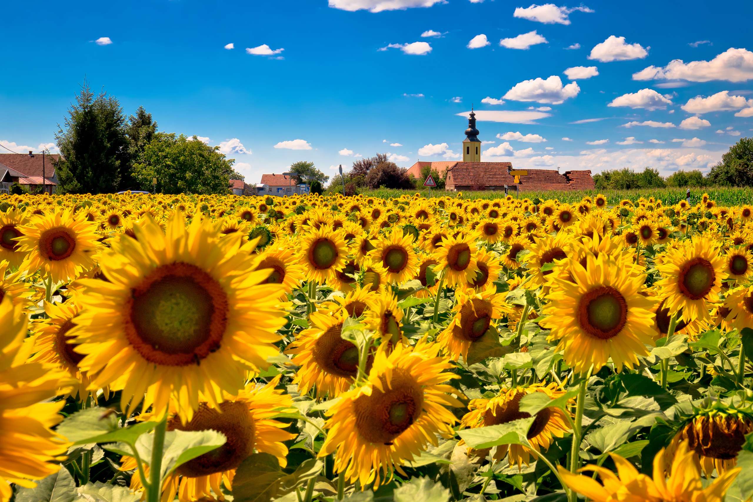 Fragrance:  Cottage Sunflower