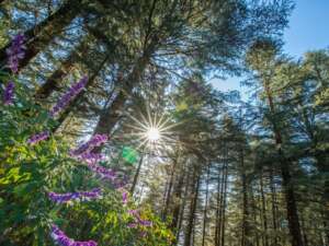 Fragrance:  Blue Wood