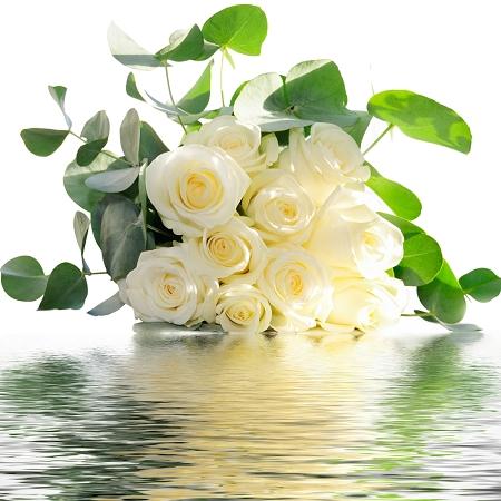 Fragrance:  Eucalyptus