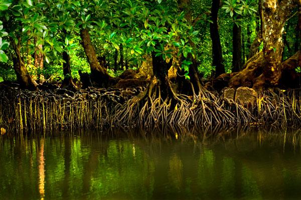 Fragrance:  Sea Salt & Mangroves