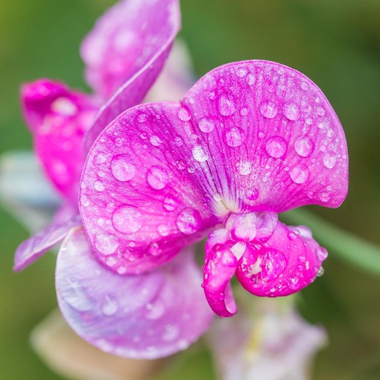 Sweet Pea  Fragrance Oil